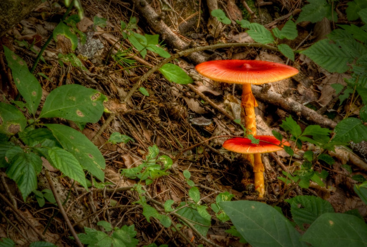 pic