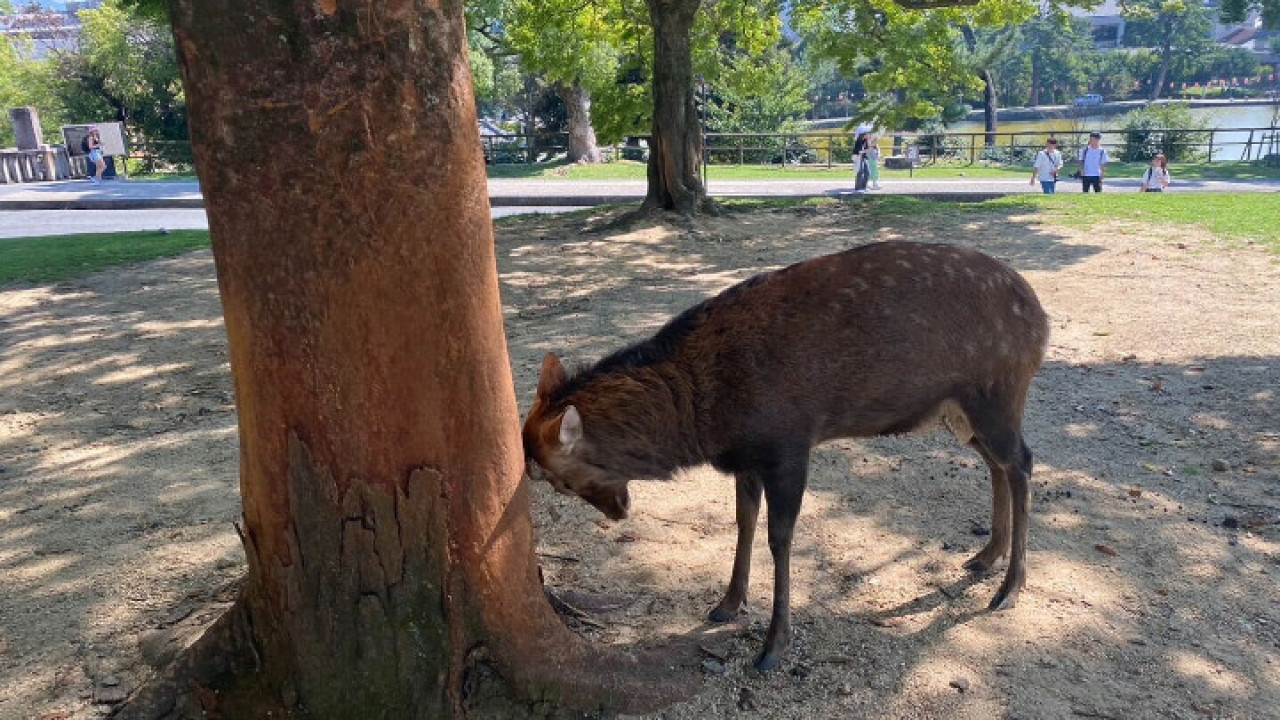 pic